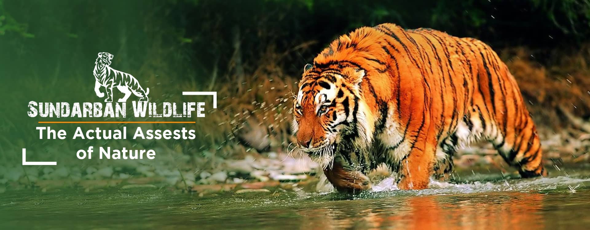 Sundarban Wildlife