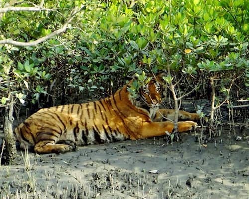 Sundarban Tourism